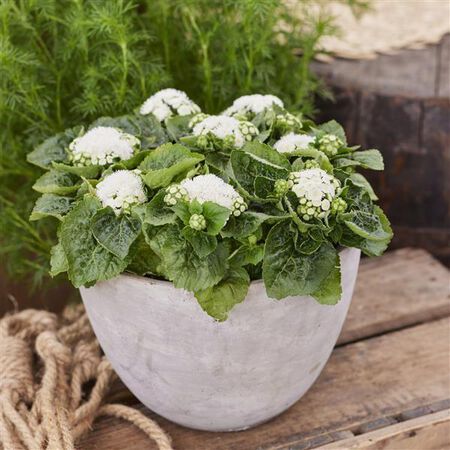 Kona White, Ageratum - 1,000 Seeds image number null
